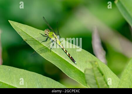 Eastern Pondhawk dragonfly on leaf Stock Photo