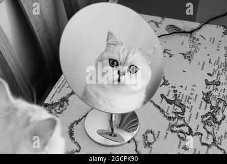 Surprised cat face reflecting in mirror with big blue eyes