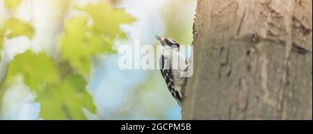 Downy Woodpecker small male bird feeding in forest summer nature banner background. Most common type of woodpeckers in North America. Stock Photo