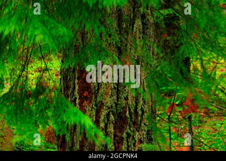 a exterior picture of an Pacific Northwest rainforest with old growth Douglas fir trees Stock Photo