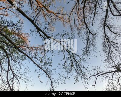 Barren tree branches in autumnal light against blue sky on a sunny day Stock Photo