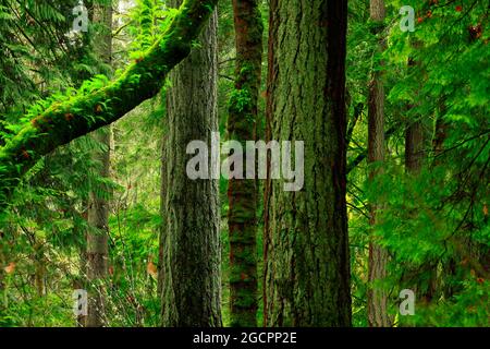 a exterior picture of an Pacific Northwest rainforest with old growth Douglas fir trees Stock Photo