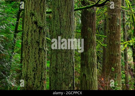 a exterior picture of an Pacific Northwest rainforest with old growth Douglas fir trees Stock Photo