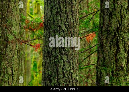 a exterior picture of an Pacific Northwest rainforest with old growth Douglas fir trees Stock Photo