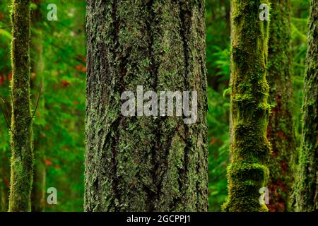 a exterior picture of an Pacific Northwest rainforest with old growth Douglas fir trees Stock Photo