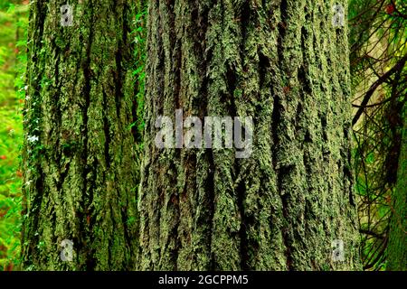 a exterior picture of an Pacific Northwest rainforest with old growth Douglas fir trees Stock Photo