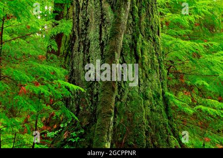 a exterior picture of an Pacific Northwest rainforest with old growth Douglas fir trees Stock Photo