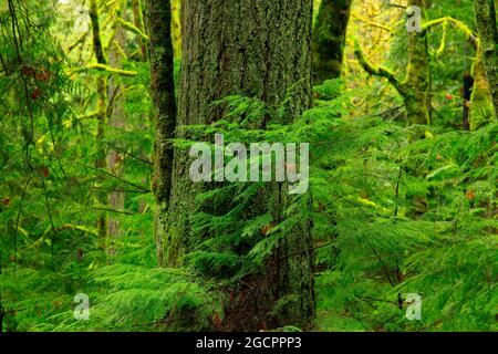 a exterior picture of an Pacific Northwest rainforest with old growth Douglas fir trees Stock Photo