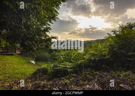 Sunset in a wetland park. The sun goes down behind the clouds in the sky and colors the scene in a mystical light. Sun rays reflect on the leaves of t Stock Photo