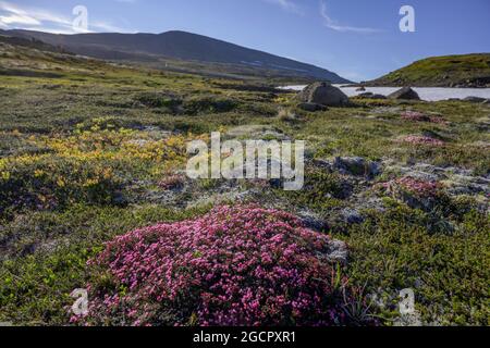 Purple saxifrage (Saxifraga oppositifolia), Hornstrandir, Vestfiroir, Iceland Stock Photo