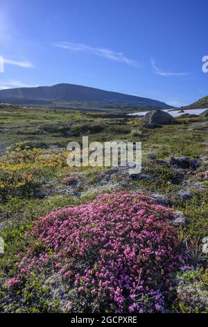 Purple saxifrage (Saxifraga oppositifolia), Hornstrandir, Vestfiroir, Iceland Stock Photo