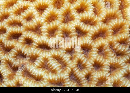 Large-pored stony coral (Coeloseris mayeri) with indented polyps, Red Sea, Aqaba, Kingdom of Jordan Stock Photo