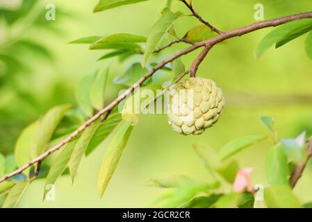Fresh sugar apple on tree in the garden tropical fruit custard apple on nature green background, Annona sweetsop Stock Photo