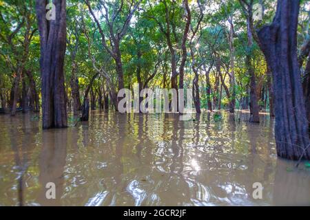 Floating mangrove forest near the Kampong Phluk Floating Village and Angkor Wat, Siem Reap, Cambodia. The trees standing in the water during high tide Stock Photo