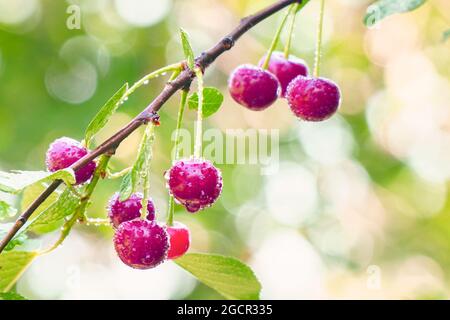 Red ripe cherry berries with dew drops on a cherry tree twig. Selective focus Stock Photo