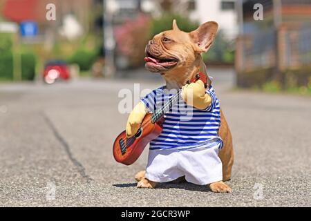 red French Bulldog dog dressed up with street perfomer musician costume wearing striped shirt and fake arms holding a toy guitar standing in city stre Stock Photo