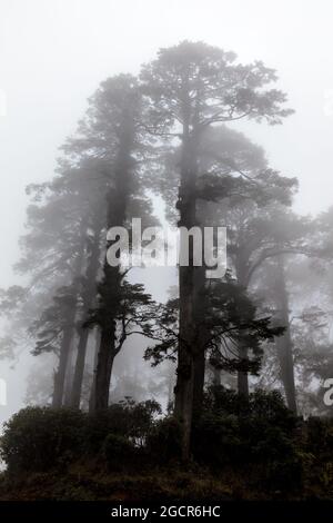 Trees shrouded by fog in an altitude of 3000 meters in the bhutanese mountains. Captured at the Druk Wangyal memorial at Dochula pass, Bhutan. On the Stock Photo