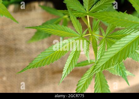 Closeup young hemp (cannabis sativa) leaf, hemp tree used in textiles industry Stock Photo