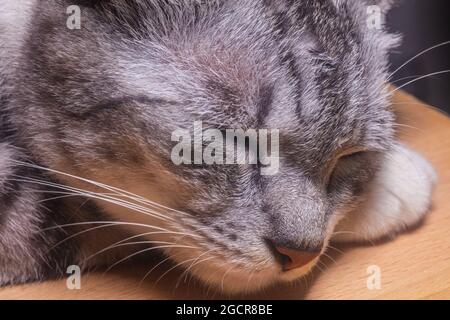 A cat lies on a wooden desk and almost falls asleep. Little kitten with black and white fur is resting relaxed. Close-up of a domestic pet, closed eye Stock Photo