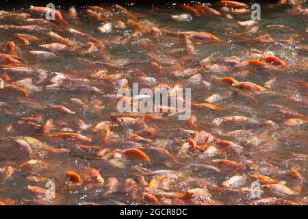 Feeding in red tilapia freshwater fish farm Stock Photo