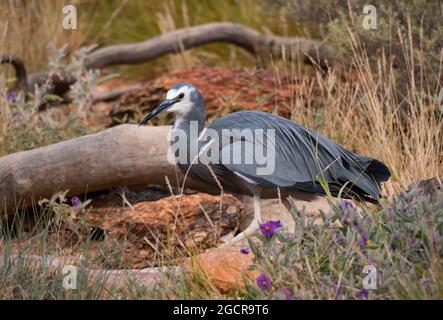 A White-faced Heron, Egretta novaehollandiae, near a small waterhole in Central Australia. Stock Photo