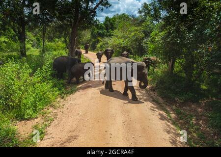 Free wild elephants at the Minneriya National Park, Sri Lanka. Elephant herd walking passing unsealed path before they walk back in the bush of the ra Stock Photo