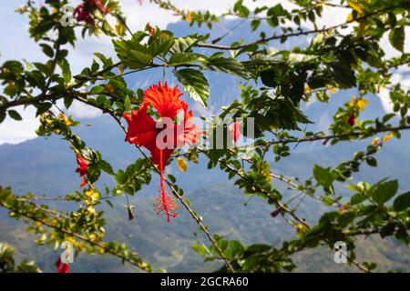 Hibiscus flower in front of the mount kinabalu, Sabah, Malaysia. Red blossom blooms in the wild rainforest around the highest mountain of south east A Stock Photo