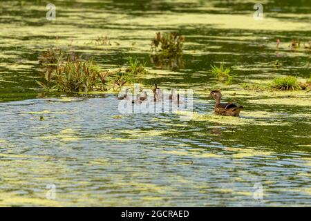 The wood duck or Carolina duck (Aix sponsa) with ducklings Stock Photo