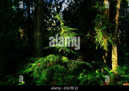 a exterior picture of an Pacific Northwest forest with Western red cedar trees Stock Photo