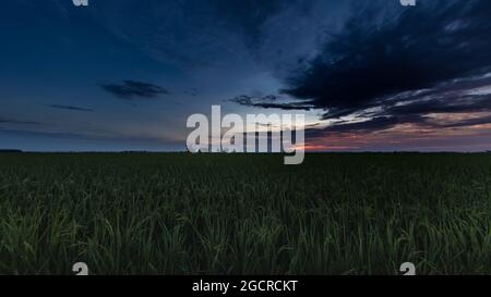 Sunrise on a paddy field at Kuala Selangor, Malaysia. The sun goes up ...