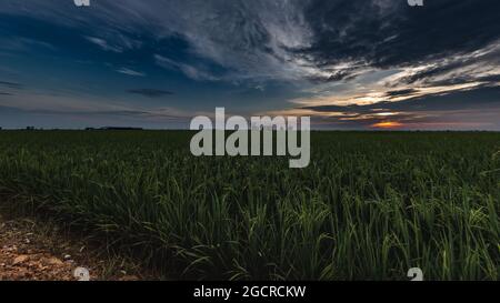 Sunrise on a paddy field at Kuala Selangor, Malaysia Stock Photo - Alamy