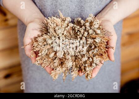 Above view of woman hands holding Rose of Jericho, Selaginella lepidophylla also called Resurrection Plant. Stock Photo