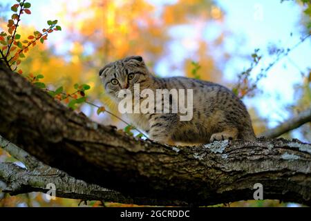 kitten on the tree.Autumn season. Scottish fold gray kitten  Stock Photo