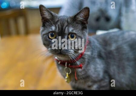 Little black kitten looks curiously at the camera. Cat with black fur, big yellow eyes and a red collar on a wooden table. Blurry background Stock Photo