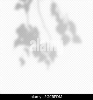 Realistic Vector transparent overlay blured shadow of branch leaves. Stock Vector