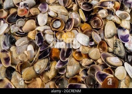 Summer background pattern from seashells. Shell close-up. Ocean coast. Seashells background. Stock Photo