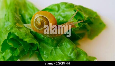 Snail with shell on a lettuce leaf Stock Photo