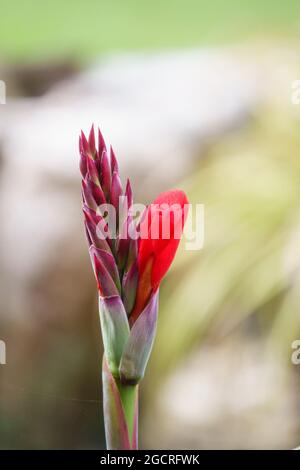 a red canna lily flower bud appears in early summer Stock Photo