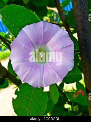 Convolvulus arvensis, field bindweed. Close up of bindweed flower in garden Siberia Russia Stock Photo