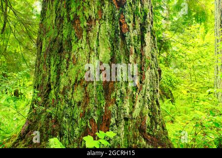 a exterior picture of an Pacific Northwest forest with Douglas fir trees Stock Photo