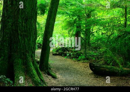 a exterior picture of an Pacific Northwest forest trail Stock Photo