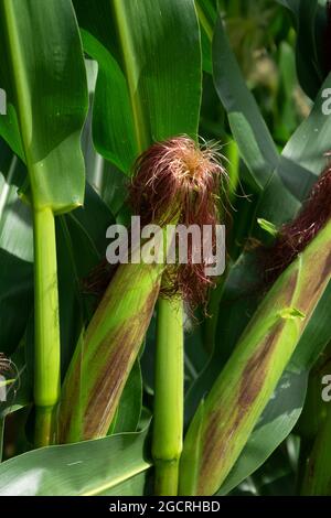 close-up of green small corn cob with hairs on the tip standing on the field Stock Photo