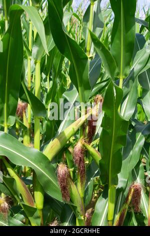 green baby corn fruit growing in the summer sun with purple hairs on the tip Stock Photo