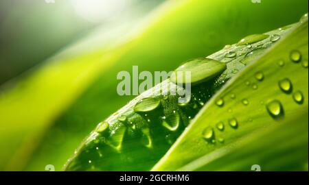 Water drop on lush green foliage after rainning. Stock Photo