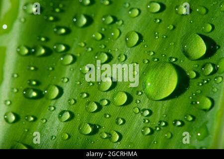 Green leaf with water drops Stock Photo