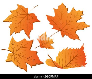 Set of autumn leaves Stock Vector