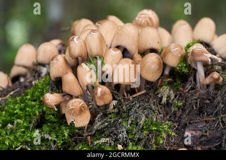 Edible mushroom Coprinellus micaceus in spruce forest. Known as mica cap, shiny cap, and glistening inky cap. Wild mushrooms growing on the stump. Stock Photo
