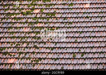 Close-up of moss growing on a roof  on a rainy summer day in Germany. Stock Photo