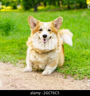 Adorable active purebred Welsh Corgi dog playing on green grass in park