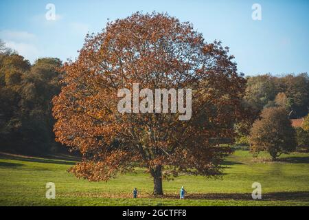 People pass a large tree in autumn colours in Ashton Court Estate, Bristol. Stock Photo